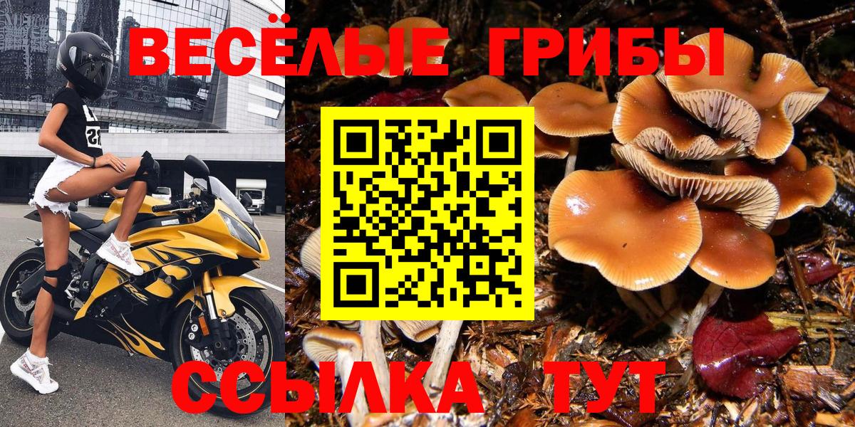 хочу наркоту  Галлюциногенные грибы Cubensis  Вход с VPN  Кинель 